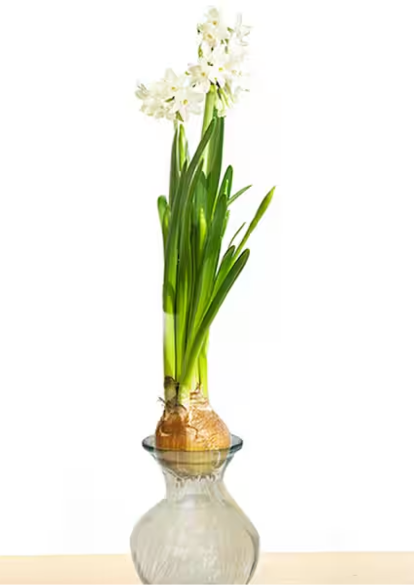 Paperwhites in Glass Vase
