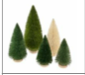Sisal Tree