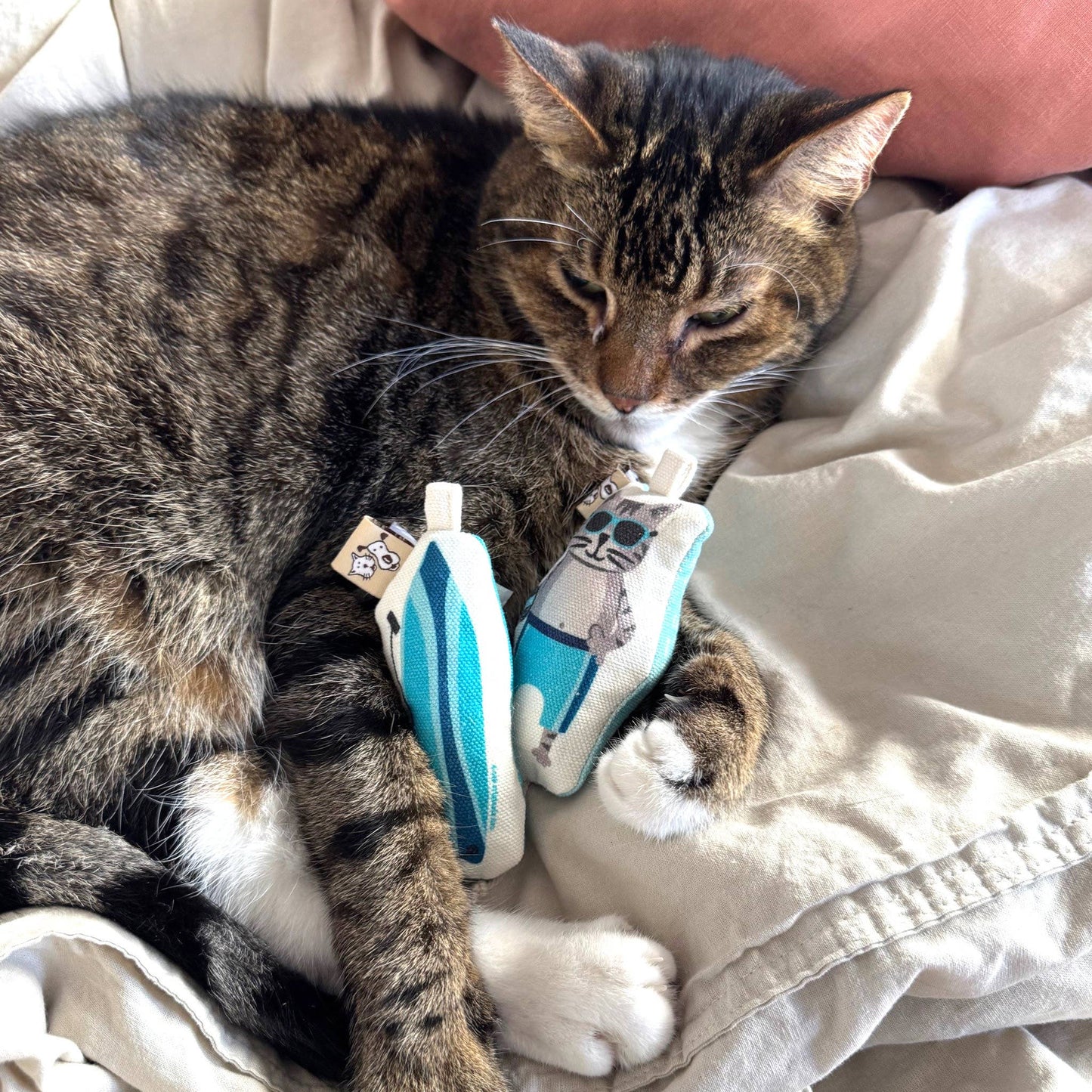 Surf Kitty Cat Toy