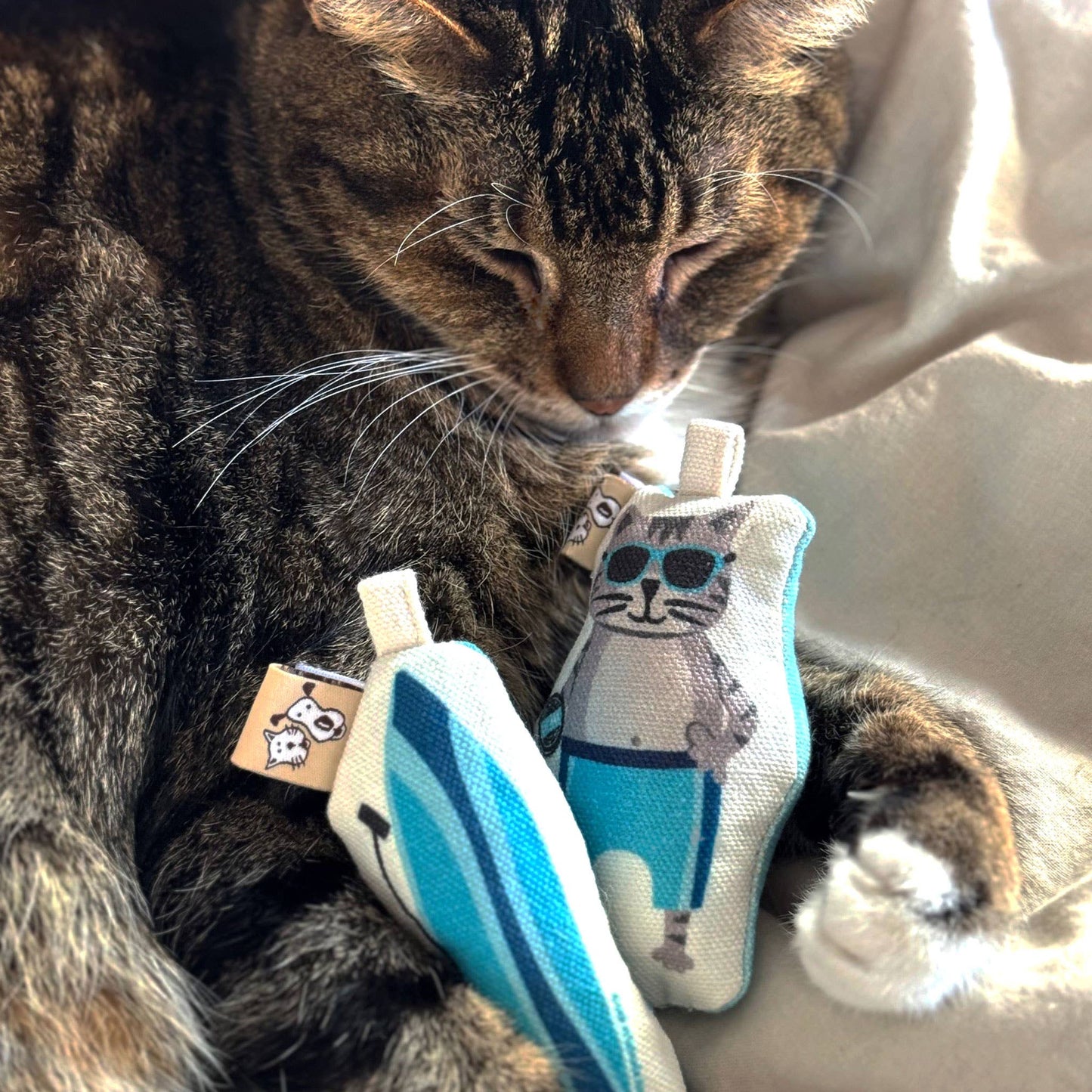 Surf Kitty Cat Toy