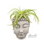 Namaste Buddha Head