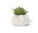 Prickles Planter