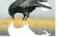 Overhead Crow Card