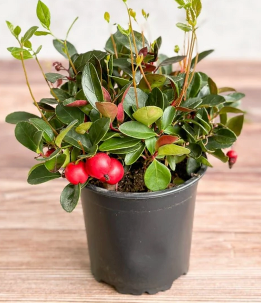 Winterberries 4"