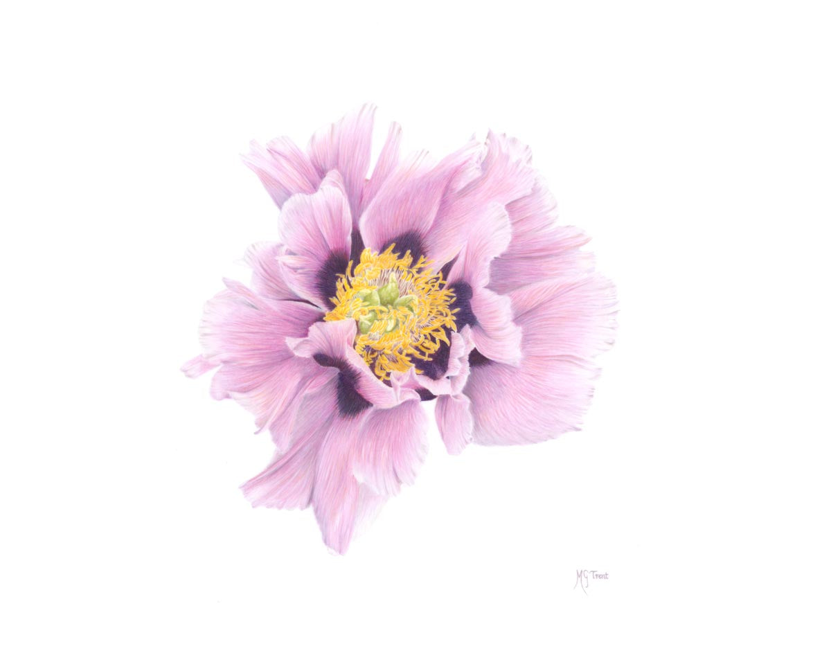 Peony